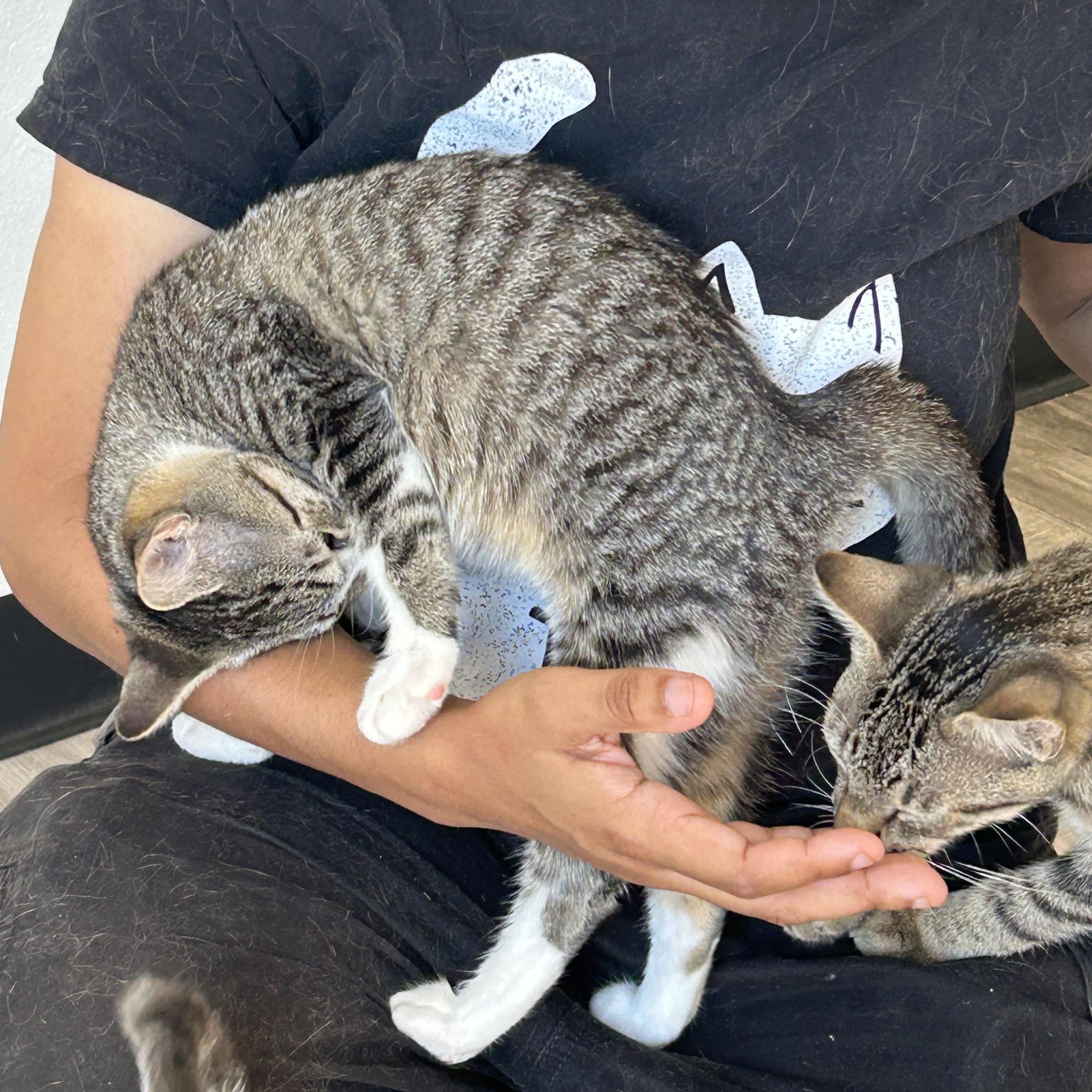 Geraldine, Adoptable, Kitten Female Domestic Short Hair & Tabby.