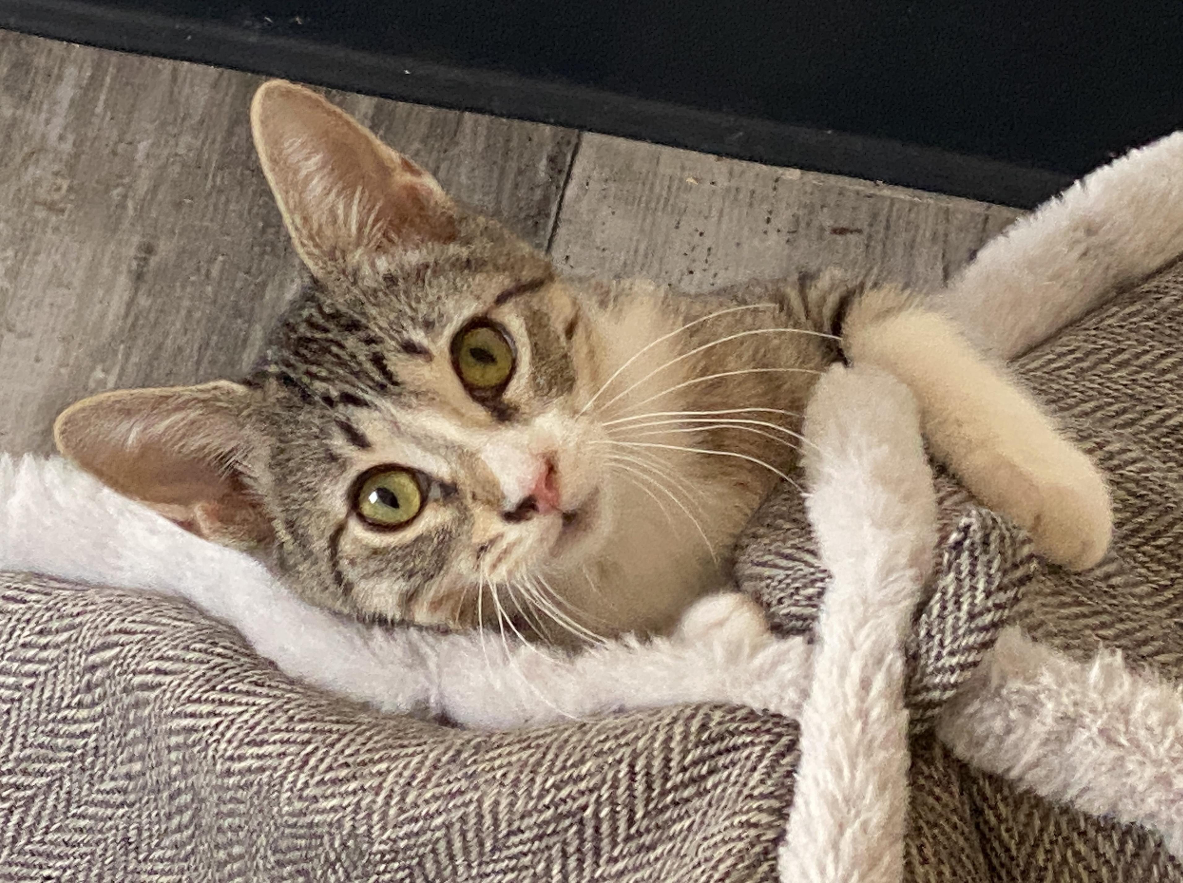 Enlarge Geraldine, a Adoptable mixed breed in Marble Falls, TX image 3/6