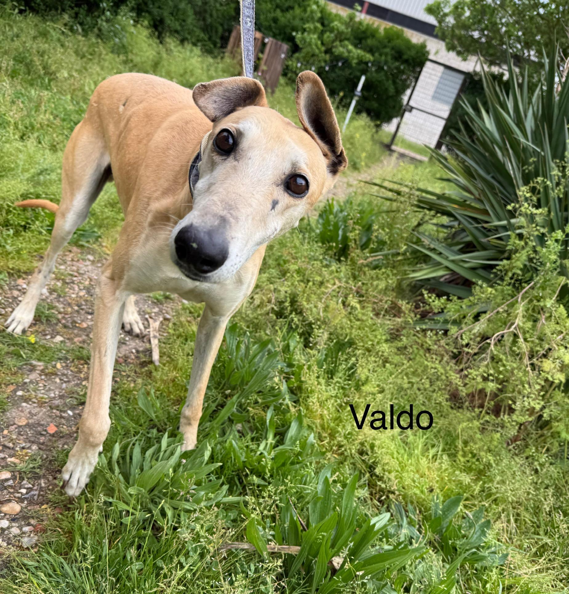 Valdo photo 1