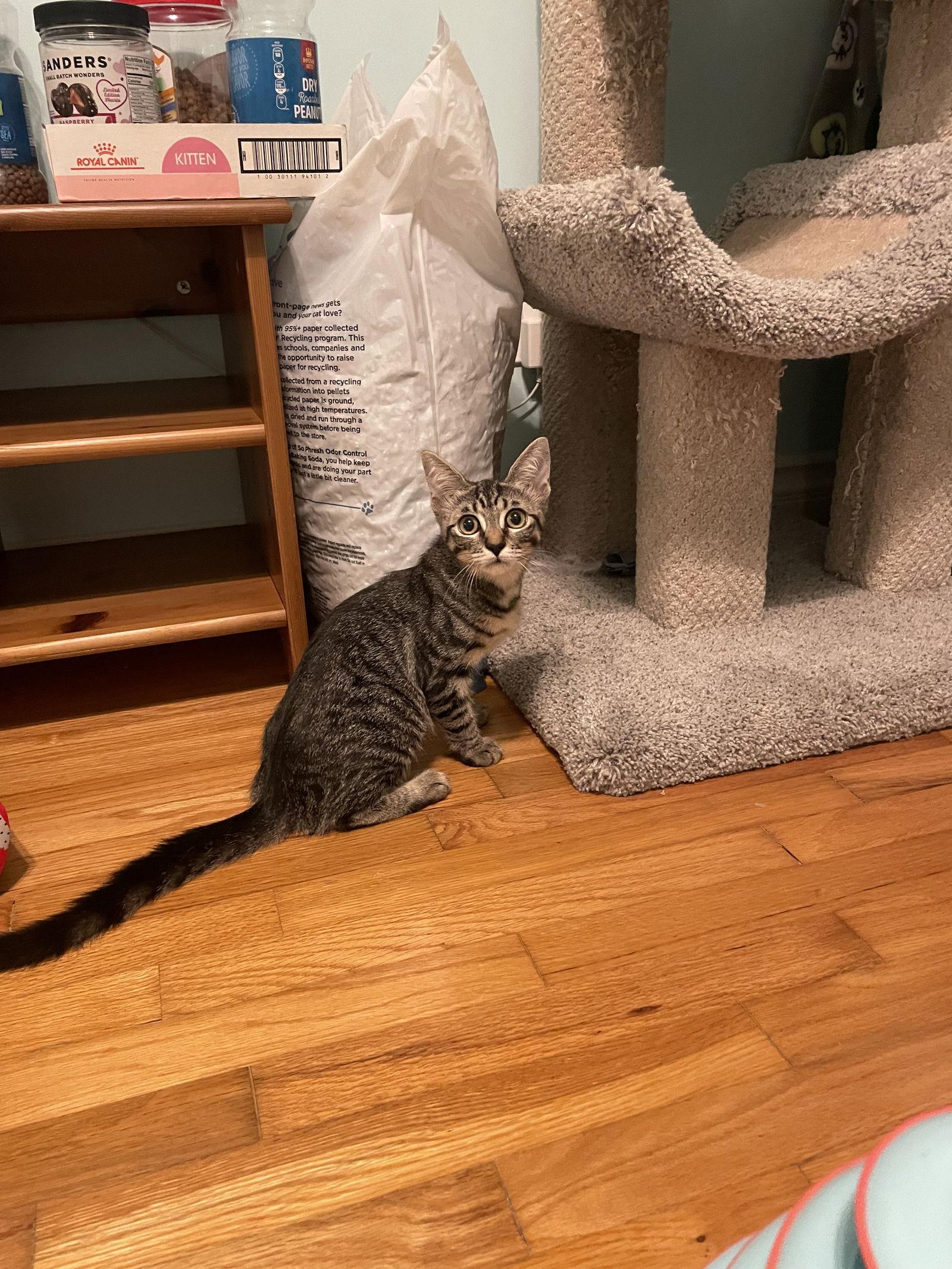 Glimmer, Adopted, Kitten Female Domestic Short Hair.