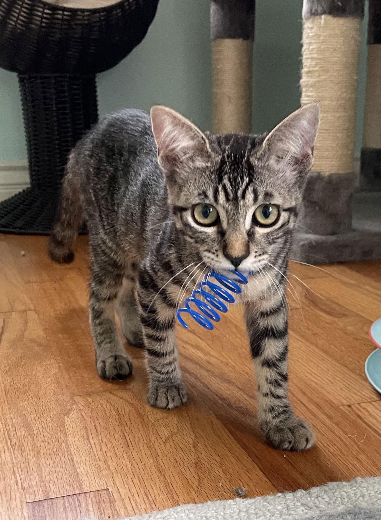 Enlarge Glimmer, a Adopted Domestic Short Hair in Los Alamitos, CA image 2/3