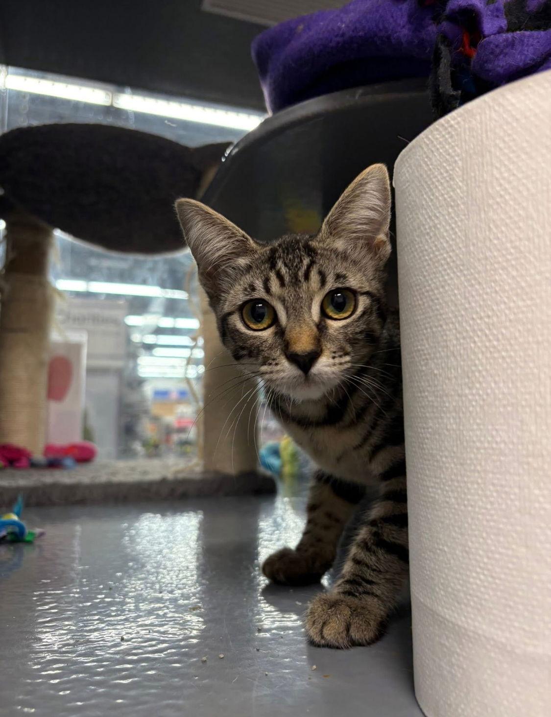 Enlarge Glimmer, a Adopted Domestic Short Hair in Los Alamitos, CA image 3/3