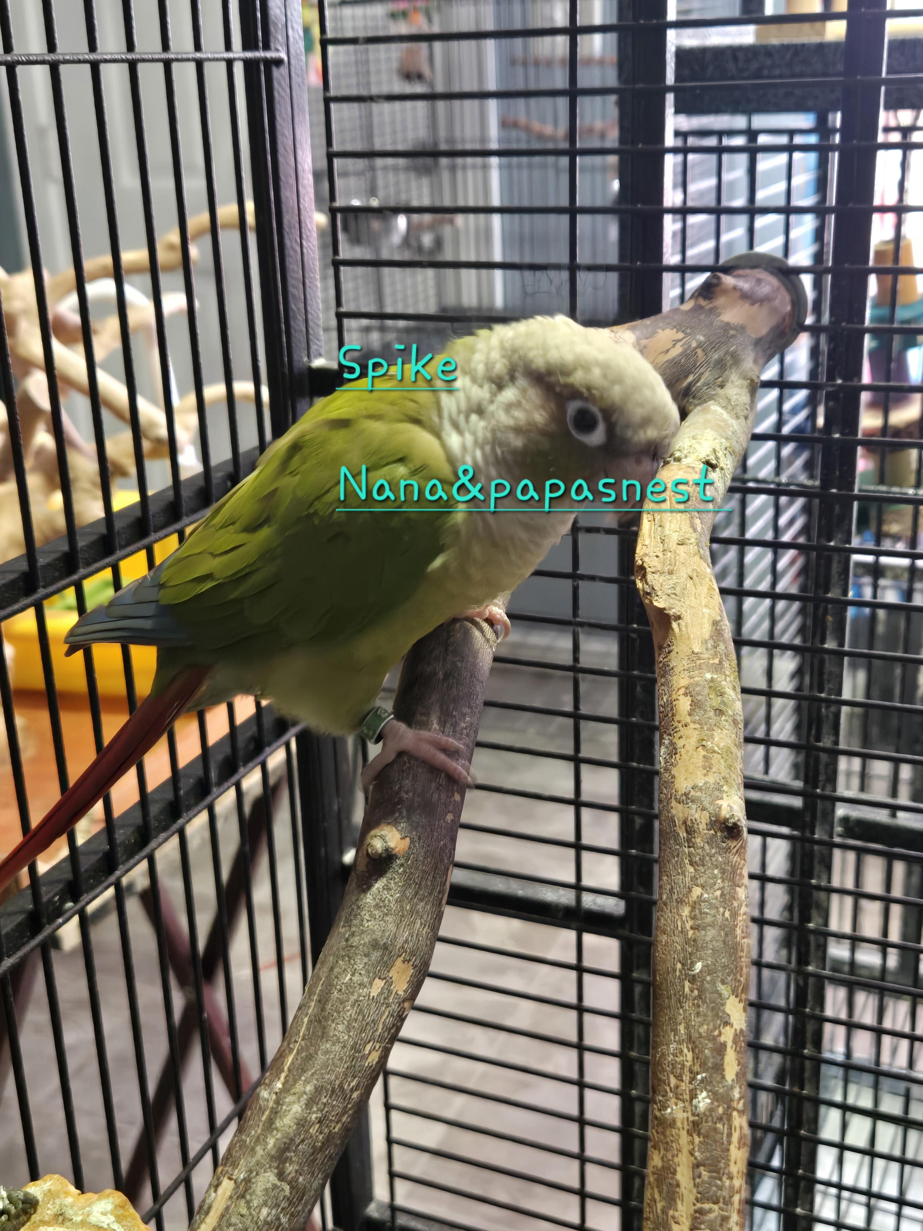 Spike, ADOPTABLE, Adult Male Conure.