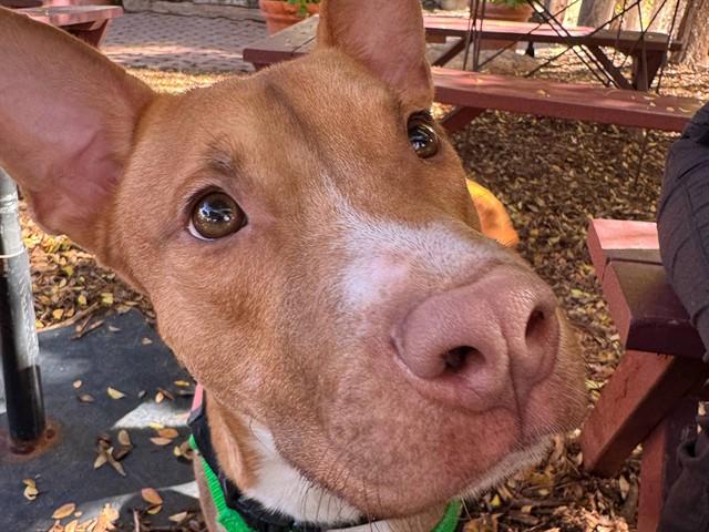 Enlarge BUBBA, a Adoptable mixed breed in Phoenix, AZ image 1/1