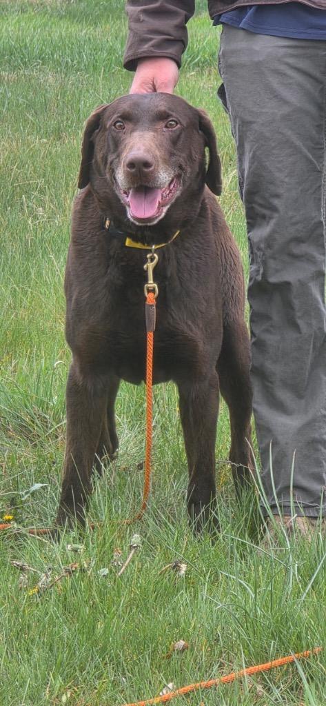 Enlarge Jax, a Adoptable Labrador Retriever in Heber City, UT image 1/1