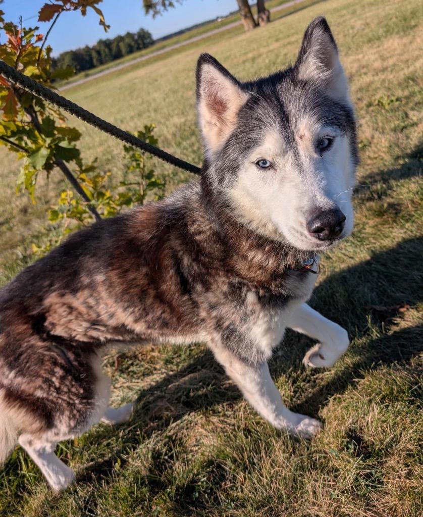 Charlie, Adoptable, Adult Female Husky.