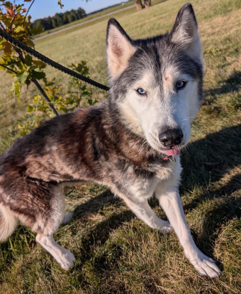 Enlarge Charlie, a Adoptable Husky in Defiance, OH image 1/6