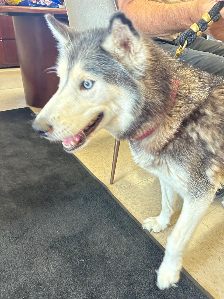 Enlarge Charlie, a Adoptable Husky in Defiance, OH image 2/6