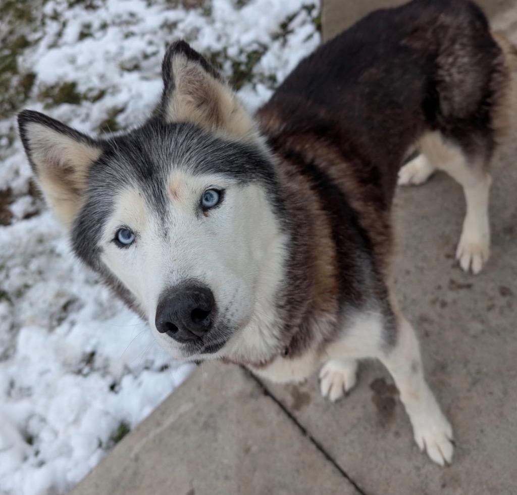 Enlarge Charlie, a Adoptable Husky in Defiance, OH image 5/6