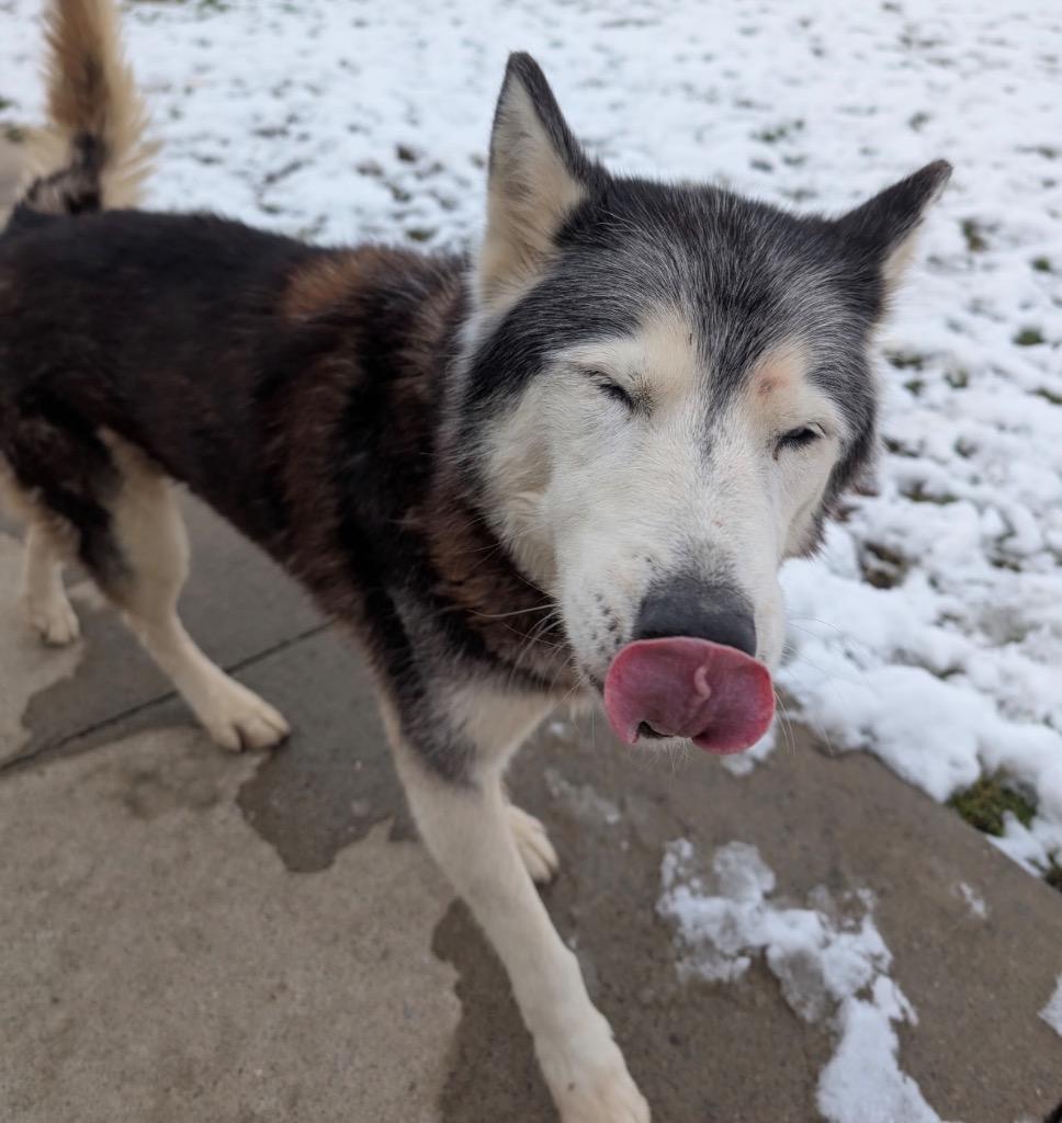 Enlarge Charlie, a Adoptable Husky in Defiance, OH image 6/6