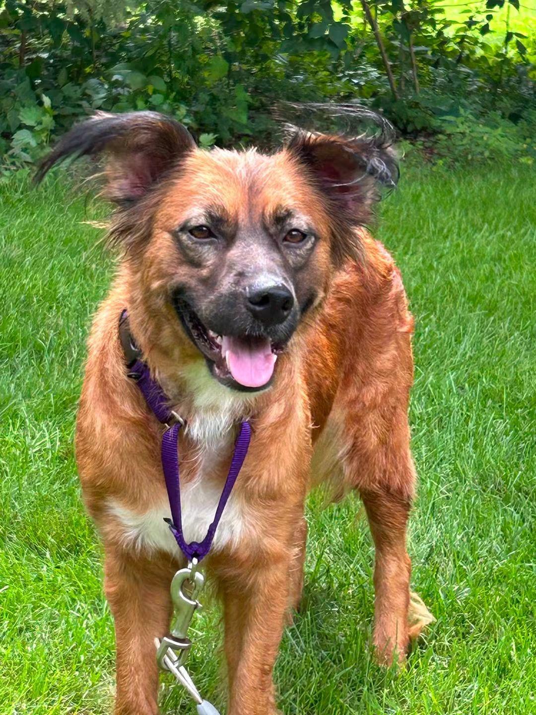 Enlarge Cami, a Adoptable mixed breed in Crystal Lake, IL image 3/5