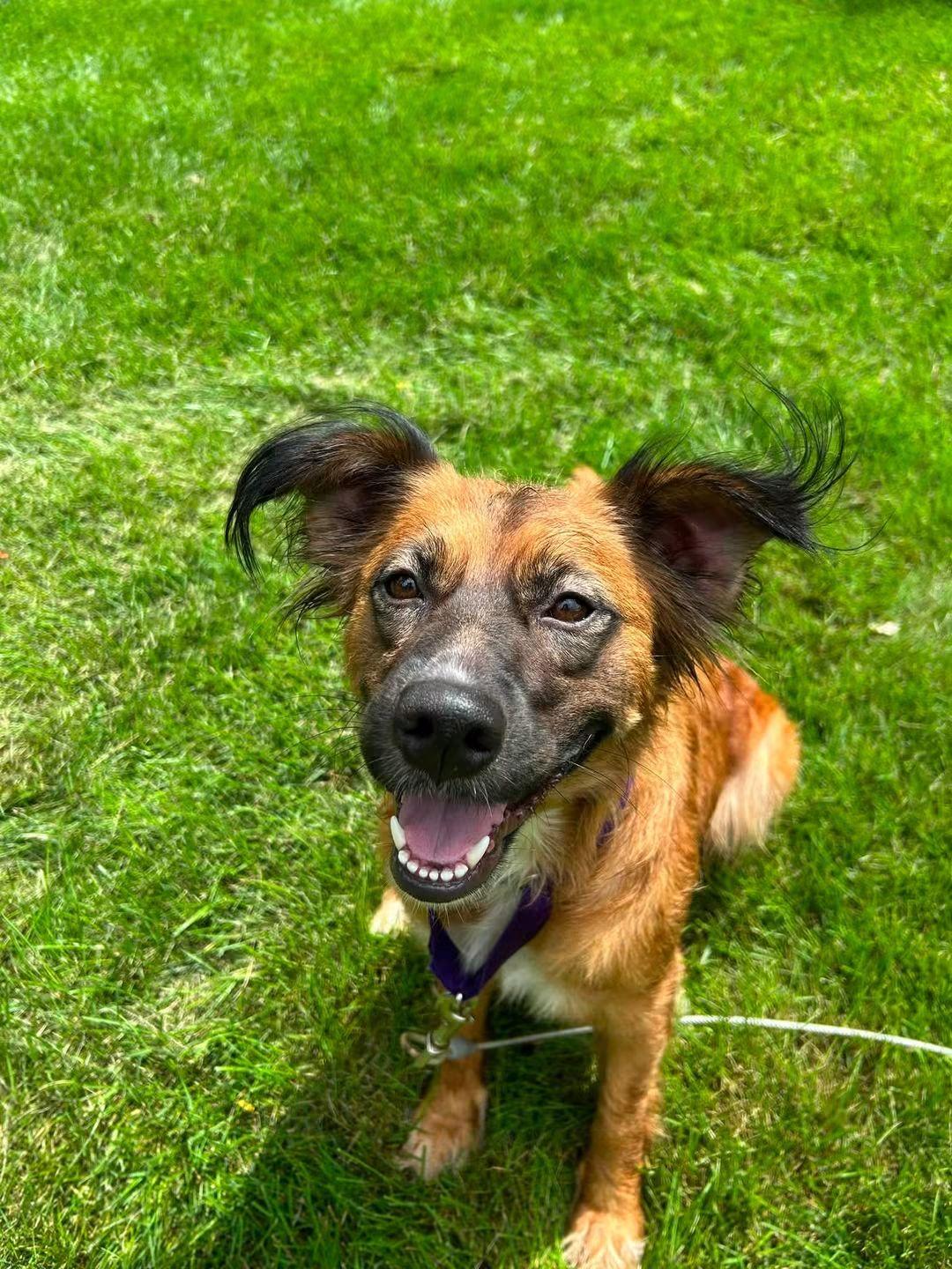 Enlarge Cami, a Adoptable mixed breed in Crystal Lake, IL image 4/5