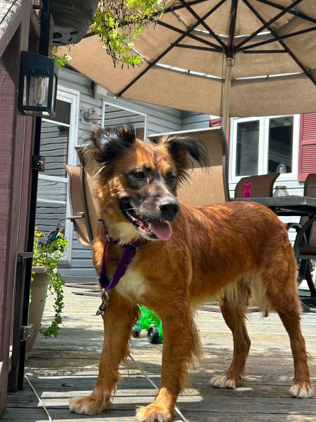 Enlarge Cami, a Adoptable mixed breed in Crystal Lake, IL image 5/5