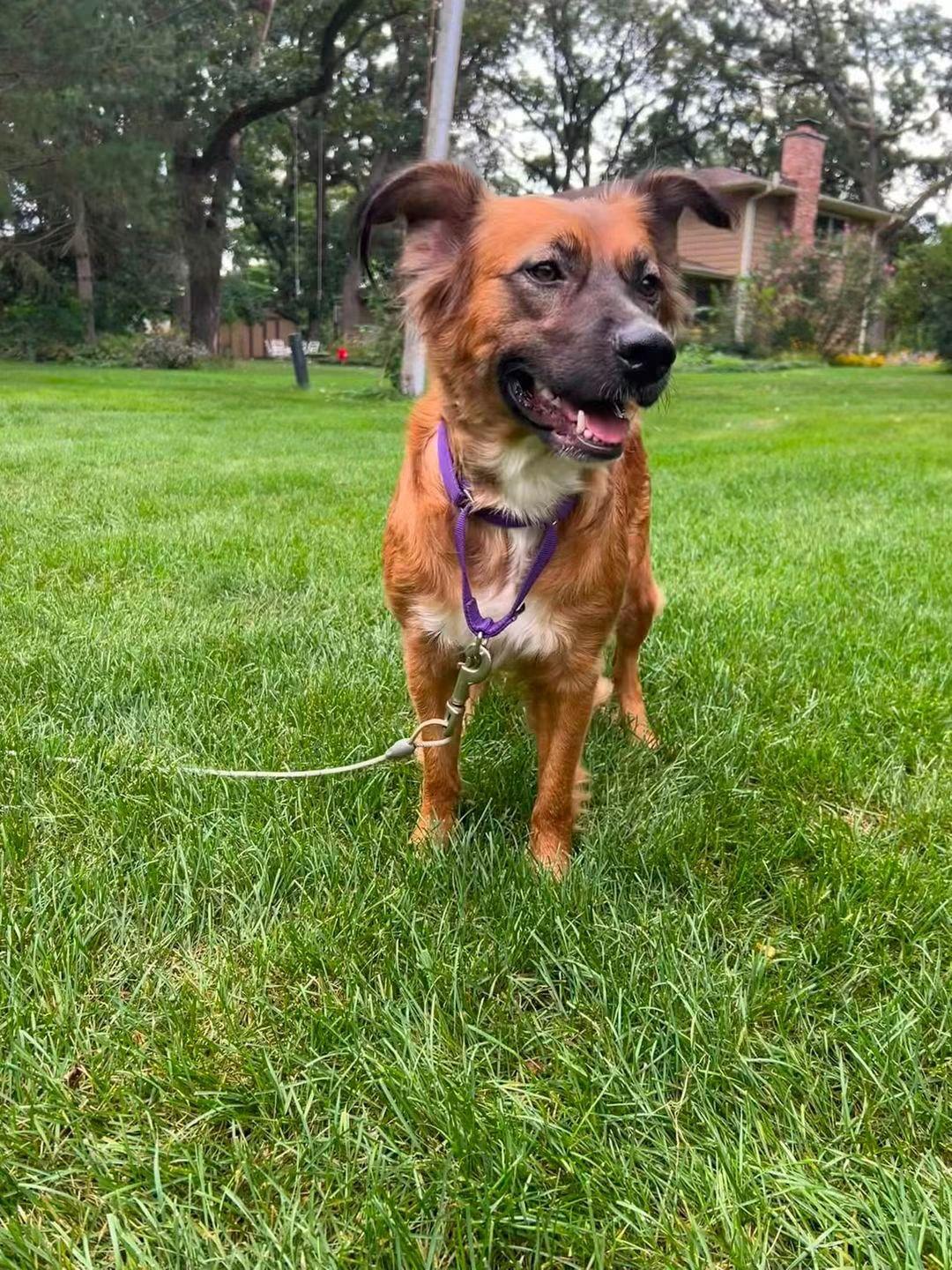 Cami, Adoptable, Adult Female Golden Retriever & Shepherd.
