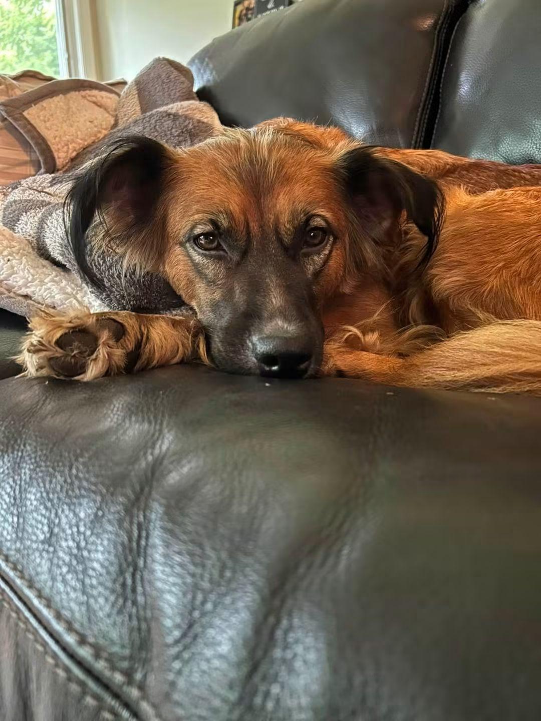 Enlarge Cami, a Adoptable mixed breed in Crystal Lake, IL image 2/5