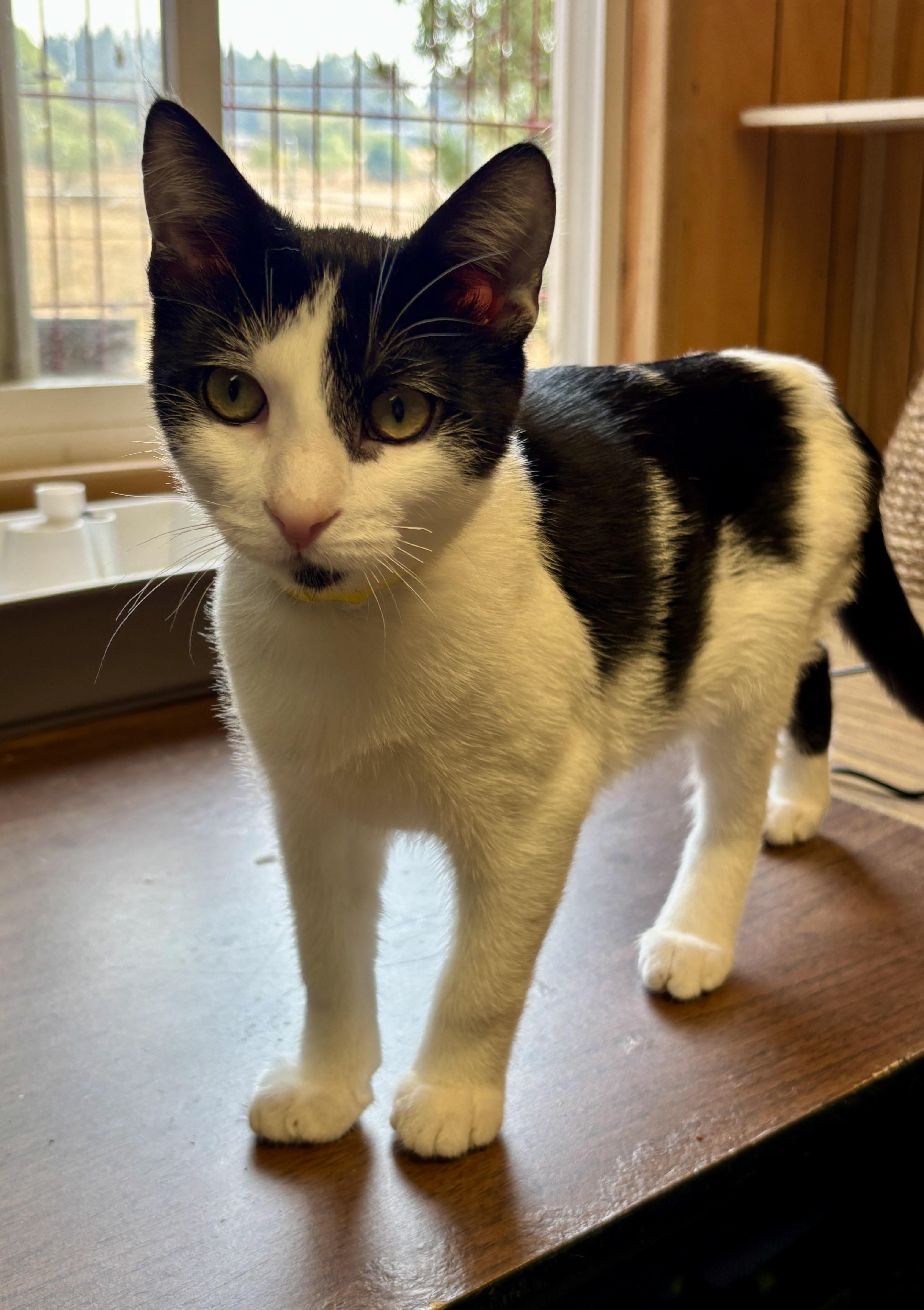 Cowboy, Adoptable, Young Male Domestic Short Hair.