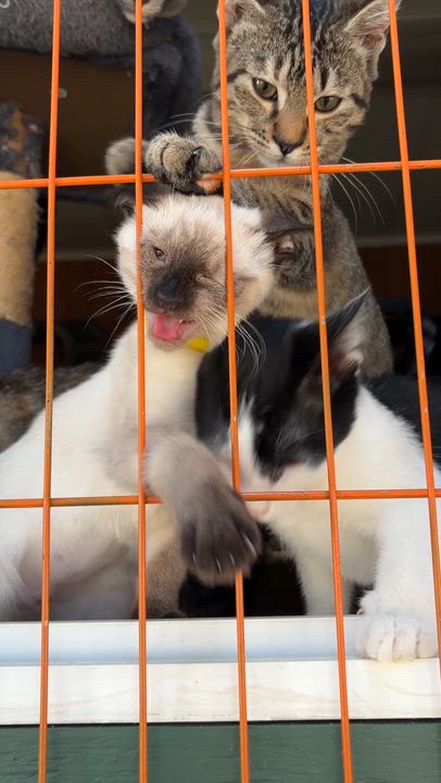 Enlarge Cowboy, a Adoptable Domestic Short Hair in Eugene, OR video 2/3