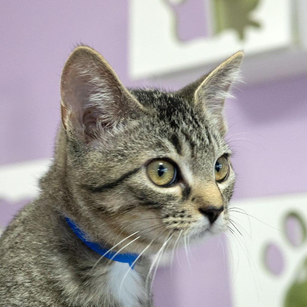 Enlarge Woodly, a Adoptable Domestic Short Hair in McKean, PA image 1/6
