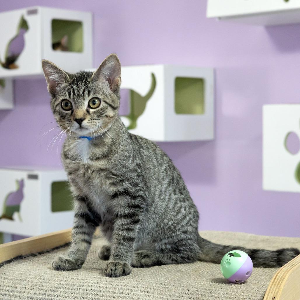 Enlarge Woodly, a Adoptable Domestic Short Hair in McKean, PA image 2/6