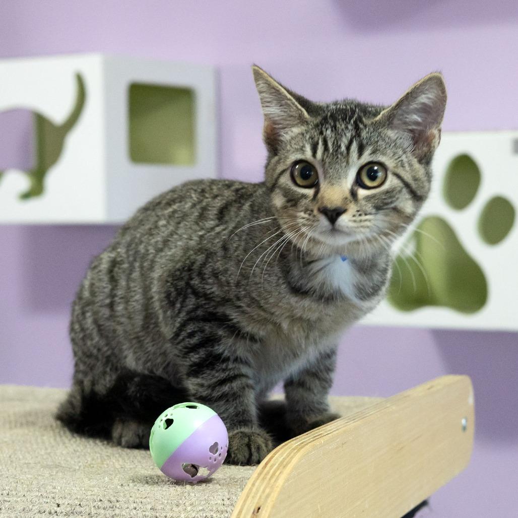 Enlarge Woodly, a Adoptable Domestic Short Hair in McKean, PA image 3/6