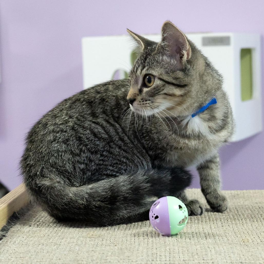 Enlarge Woodly, a Adoptable Domestic Short Hair in McKean, PA image 4/6