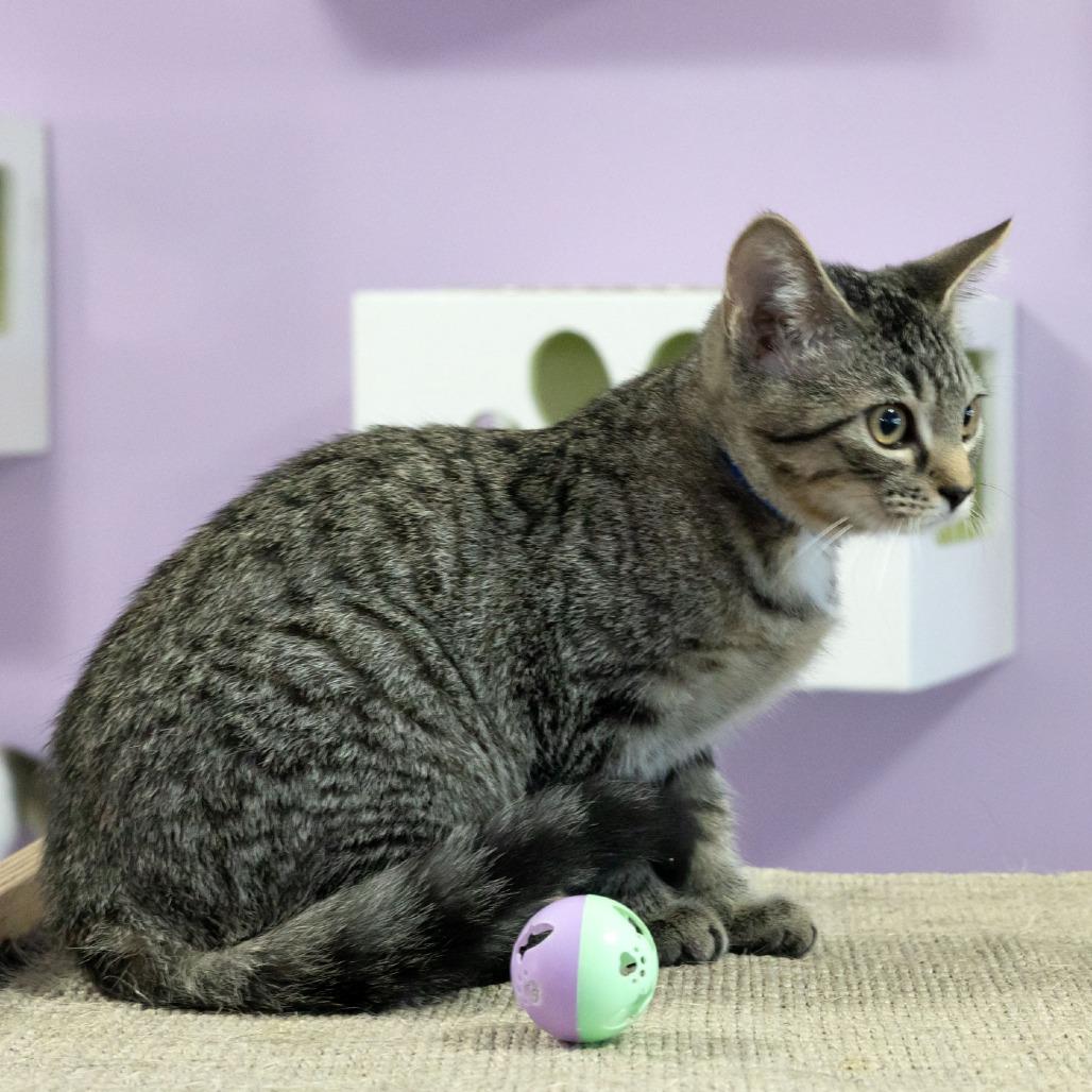 Enlarge Woodly, a Adoptable Domestic Short Hair in McKean, PA image 5/6