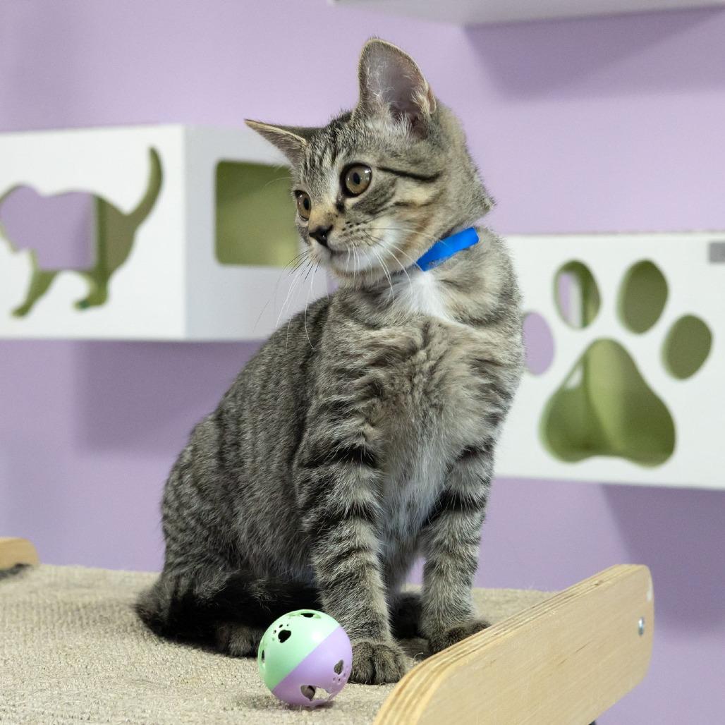 Enlarge Woodly, a Adoptable Domestic Short Hair in McKean, PA image 6/6