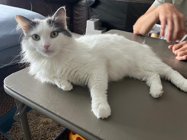 Leo Cornelius, adoptable, Young Male Domestic Short Hair & Tabby.