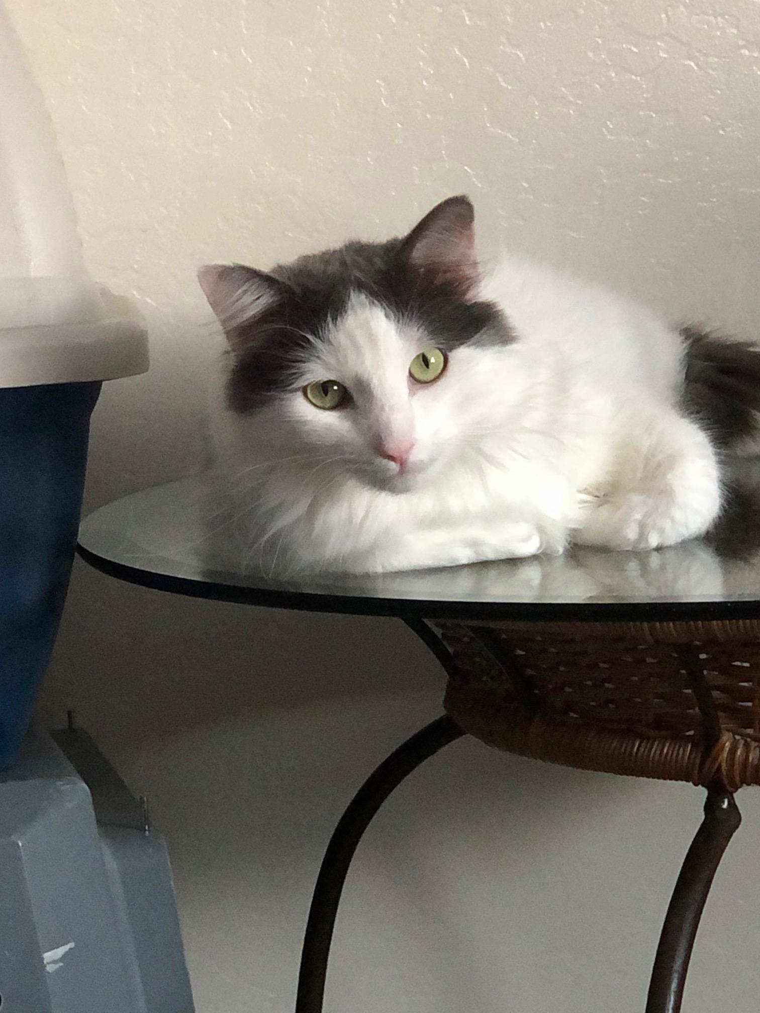 Leo Cornelius, an adoptable Domestic Medium Hair in Eagle Point, OR, 97524 | Photo Image 4