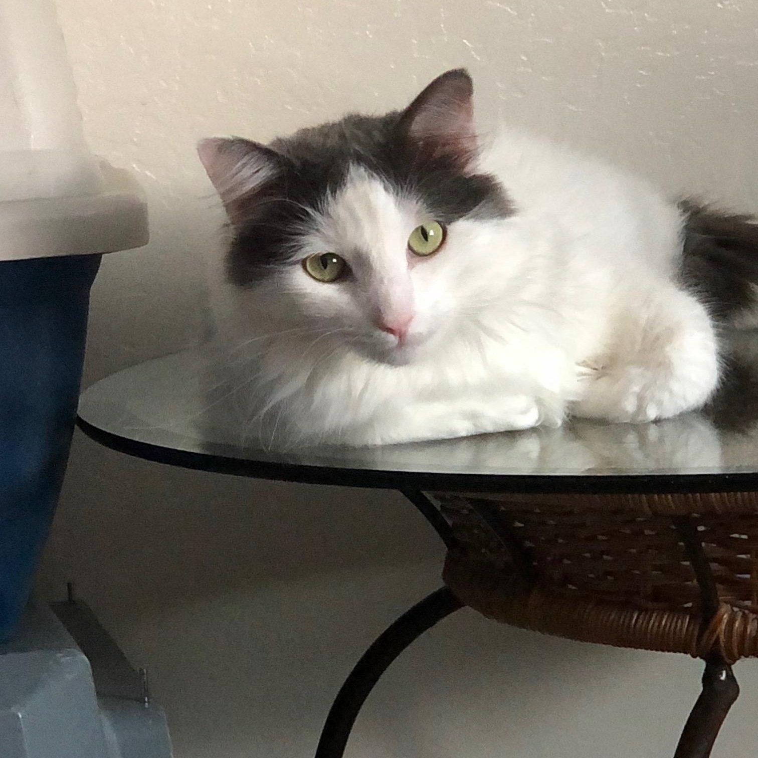 Enlarge Leo Cornelius, an adoptable mixed breed in Eagle Point, OR image 2/5