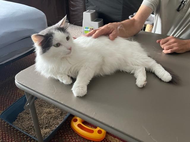 Leo Cornelius, an adoptable Domestic Medium Hair in Eagle Point, OR, 97524 | Photo Image 3