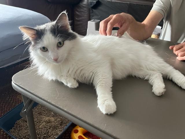 Leo Cornelius, an adoptable Domestic Medium Hair in Eagle Point, OR, 97524 | Photo Image 2