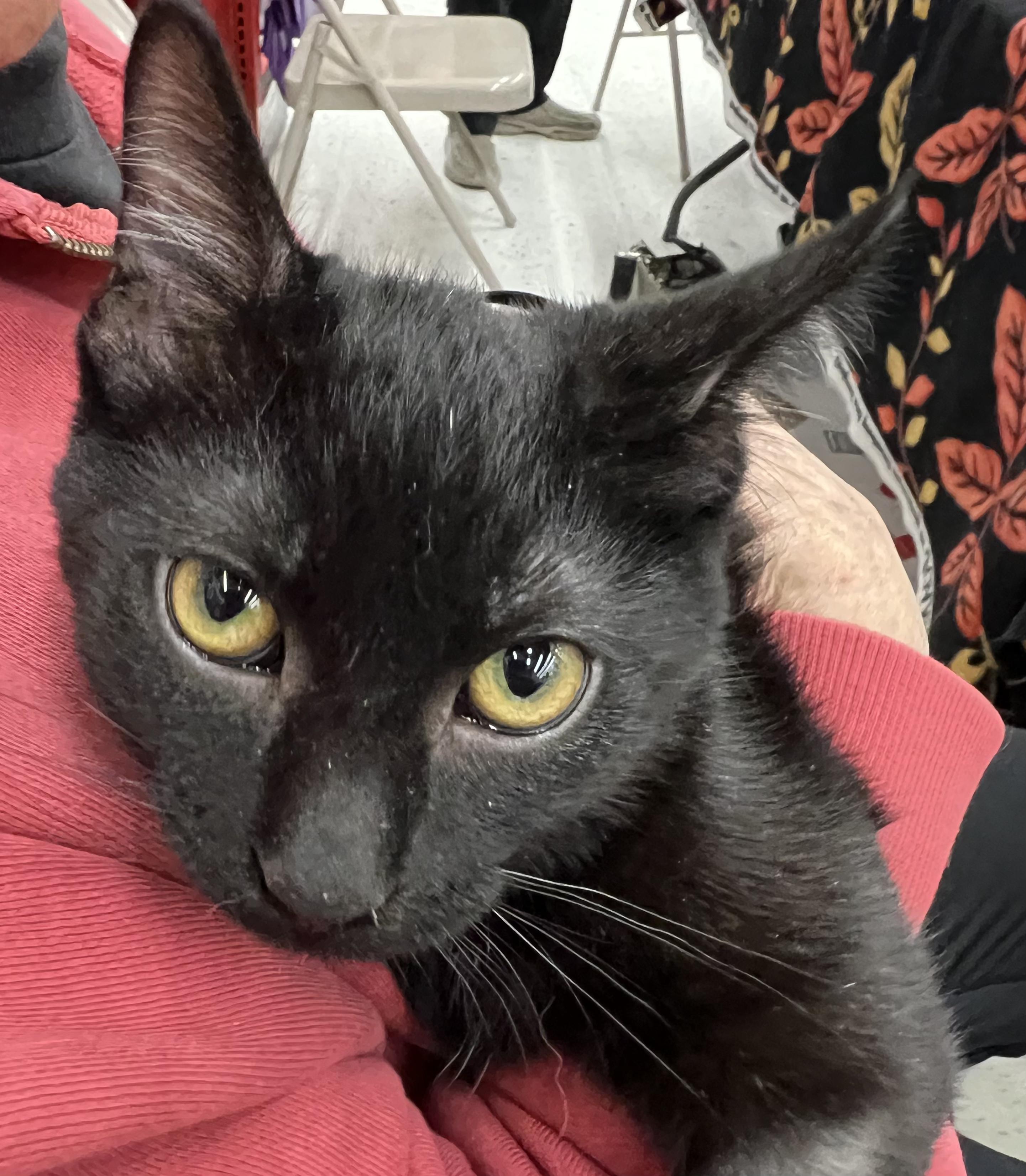 Novak, Adoptable, Young Male Domestic Short Hair.