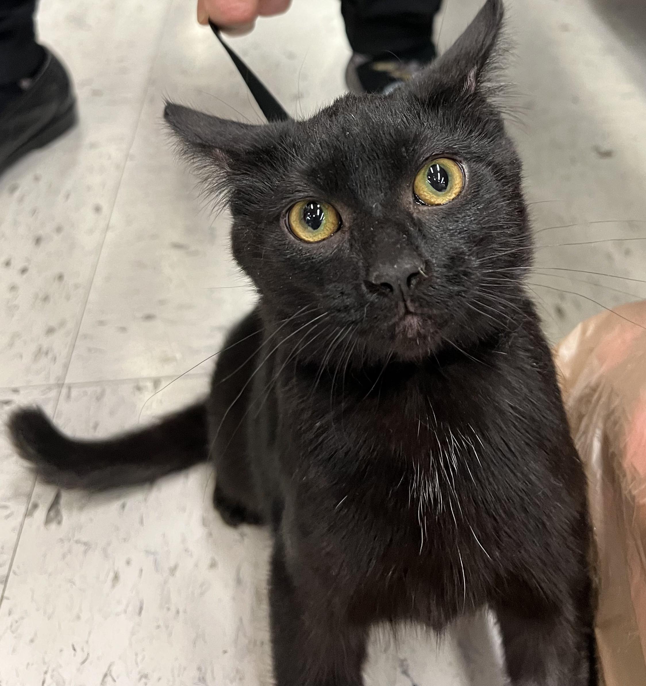 Enlarge Novak, a Adoptable mixed breed image 2/3