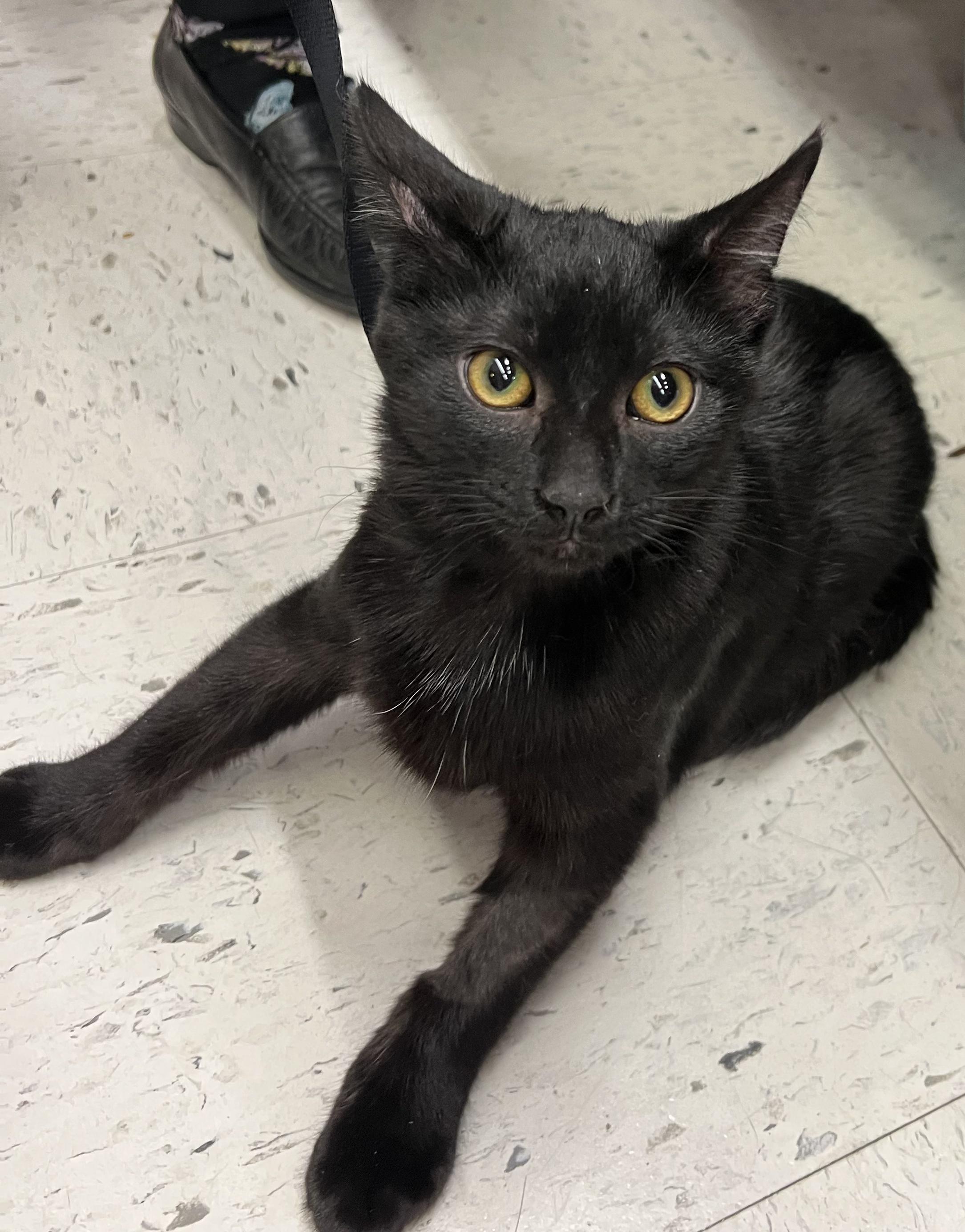 Enlarge Novak, a Adoptable mixed breed image 3/3