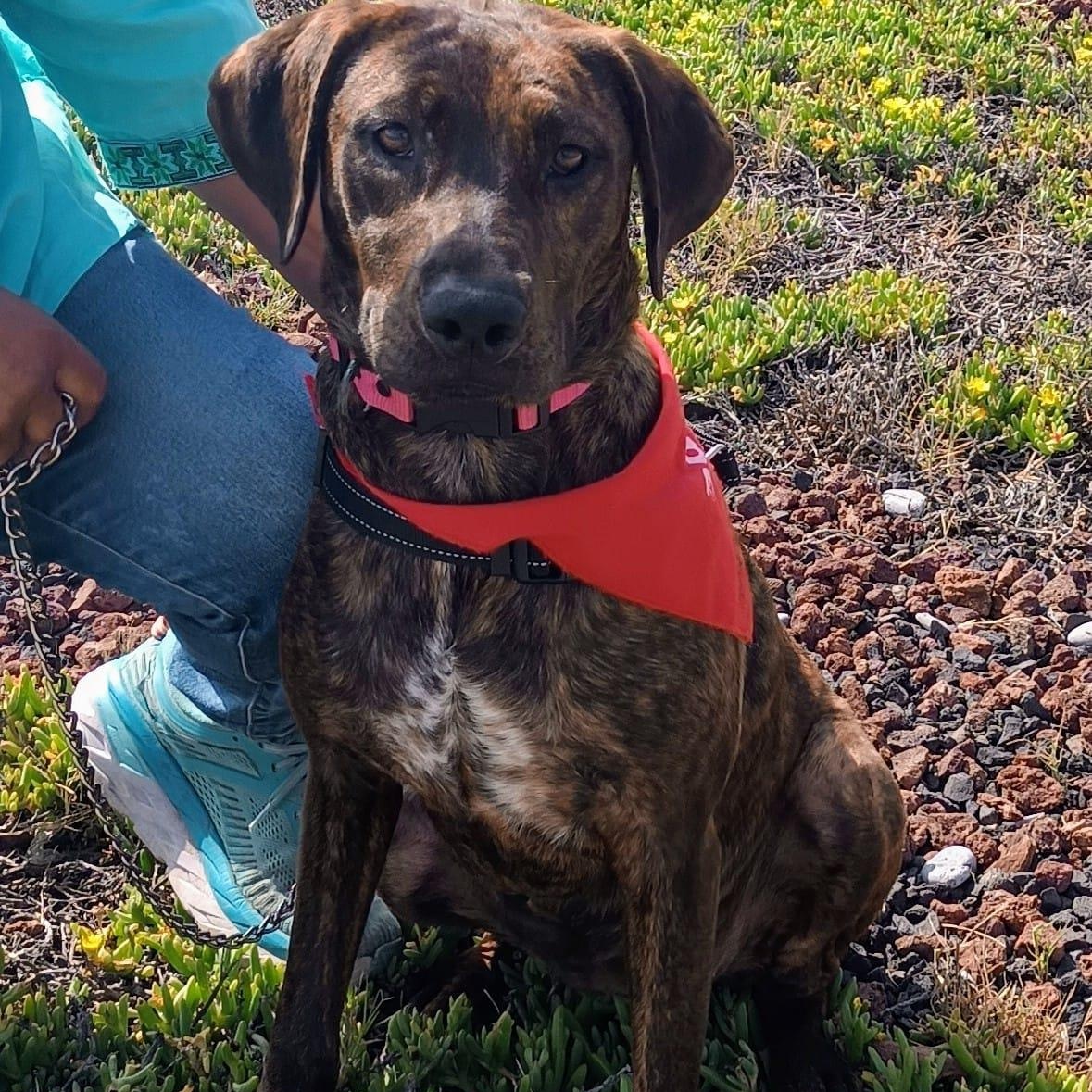 Enlarge Choco, a Adoptable mixed breed in San Diego, CA image 3/6