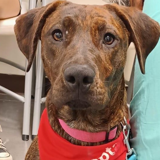 Enlarge Choco, a Adoptable mixed breed in San Diego, CA image 4/6