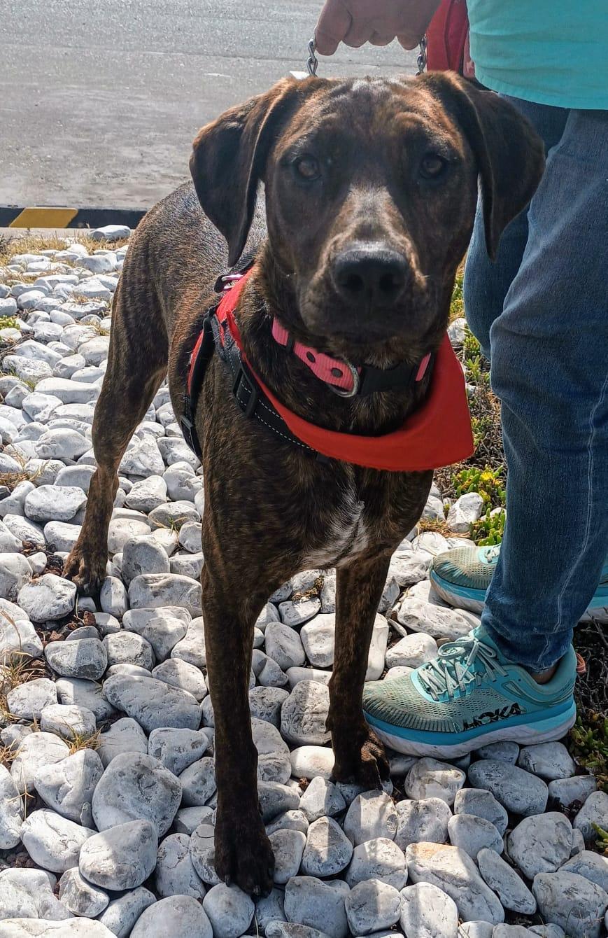 Enlarge Choco, a Adoptable mixed breed in San Diego, CA image 5/6