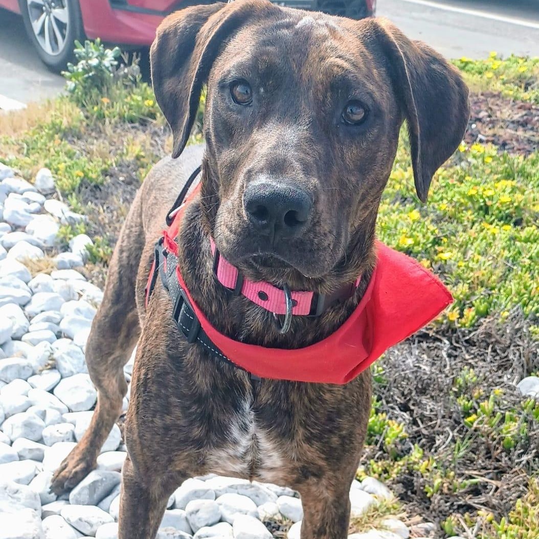 Enlarge Choco, a Adoptable mixed breed in San Diego, CA image 1/6