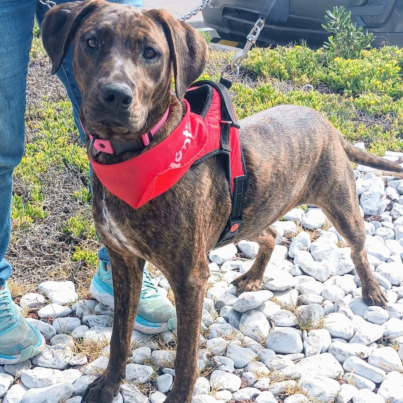 Enlarge Choco, a Adoptable mixed breed in San Diego, CA image 2/6
