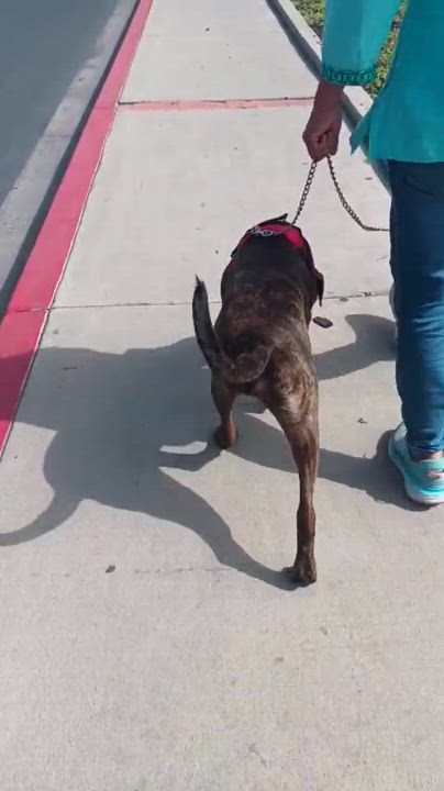 Enlarge Choco, a Adoptable mixed breed in San Diego, CA video 6/6
