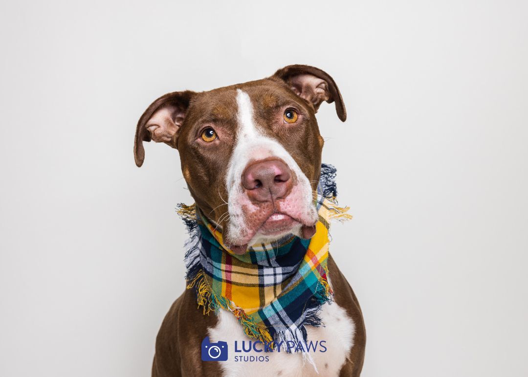 Enlarge Memphis (Only pet in the house please!), a Adoptable Pit Bull Terrier in Hood River, OR image 10/12
