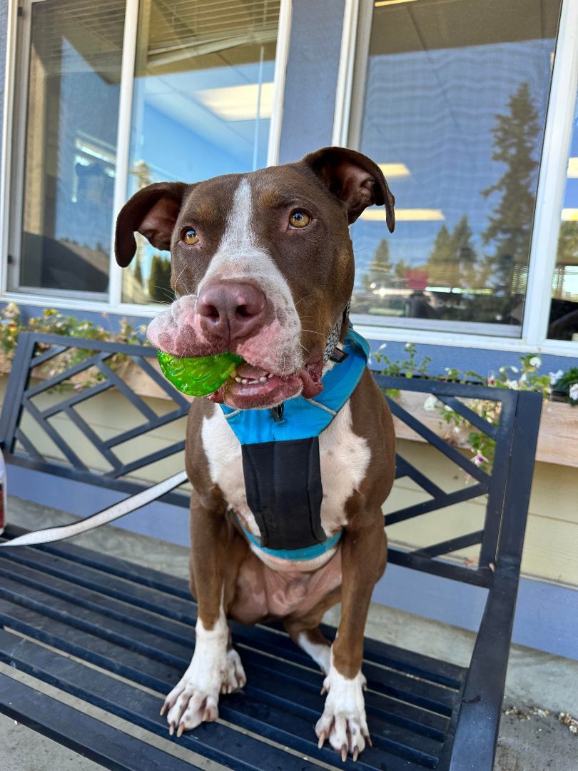 Memphis (Only pet in the house please!), a Adoptable Pit Bull Terrier in Hood River, OR image 1/12