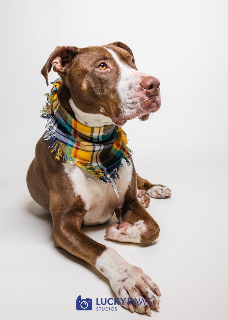 Enlarge Memphis (Only pet in the house please!), a Adoptable Pit Bull Terrier in Hood River, OR image 12/12