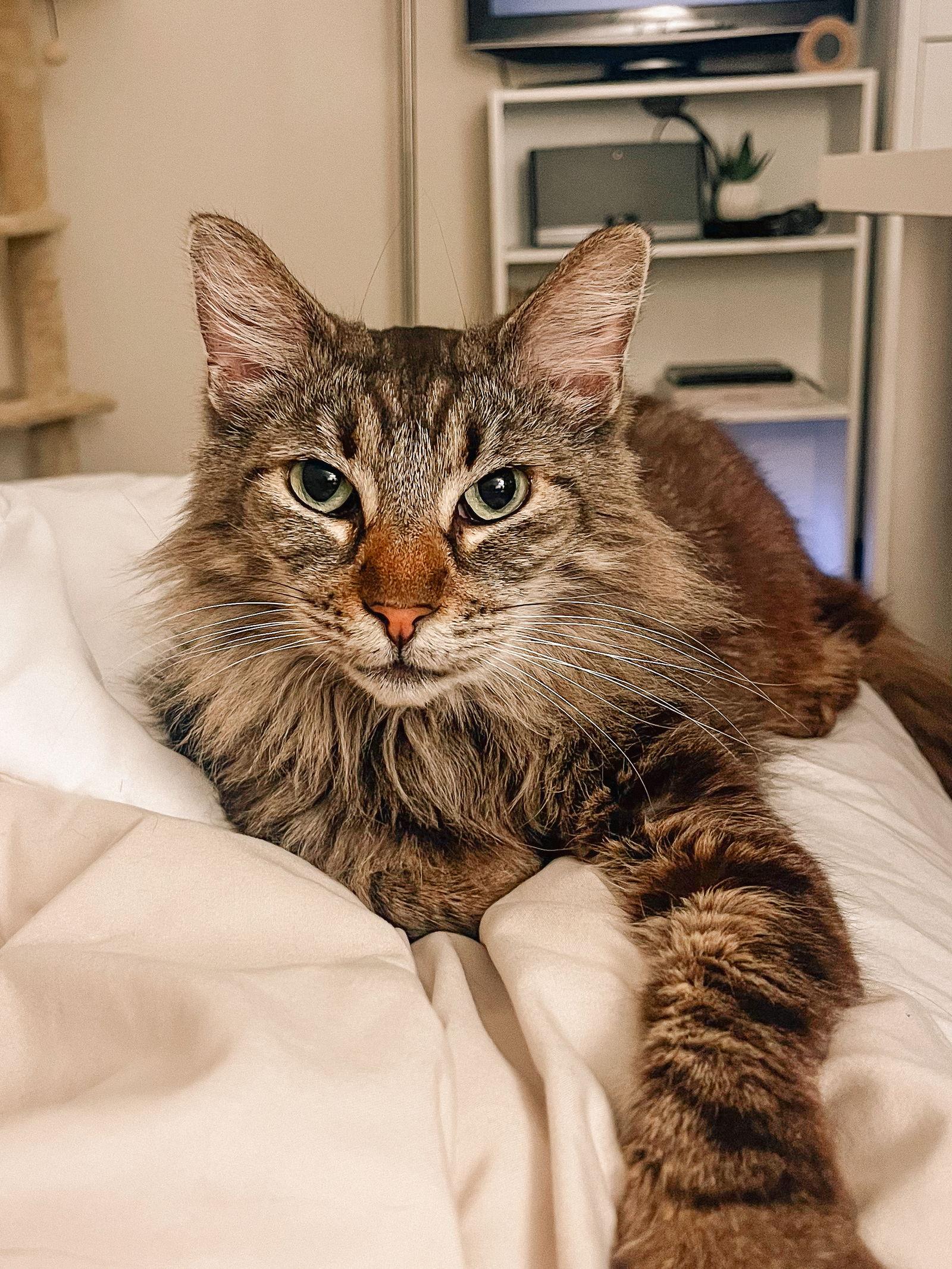 Belinda (bonded w/ Target), a Adoptable Domestic Medium Hair in San Jose, CA image 1/3