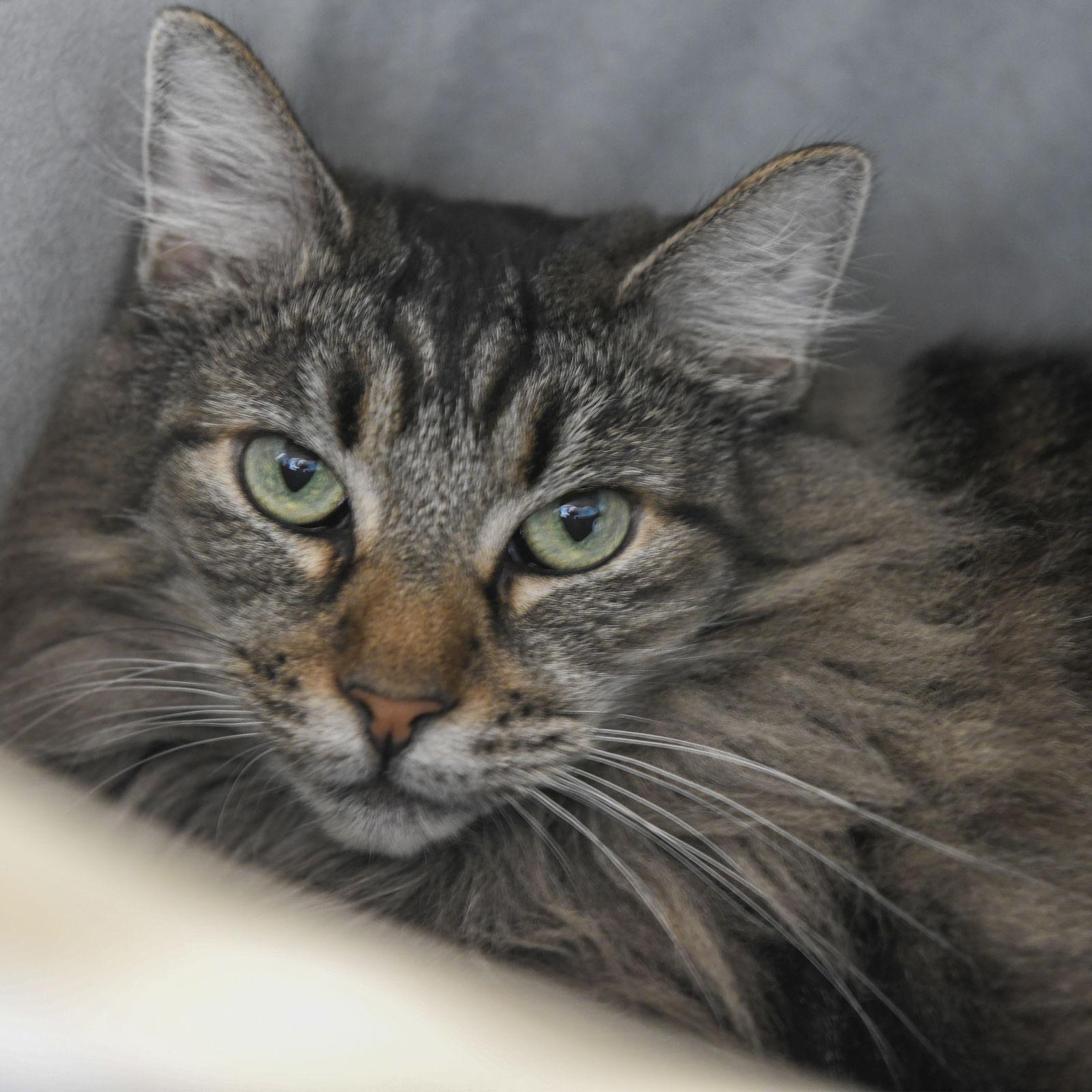 Belinda (bonded w/ Target), a Adoptable Domestic Medium Hair in San Jose, CA image 1/3