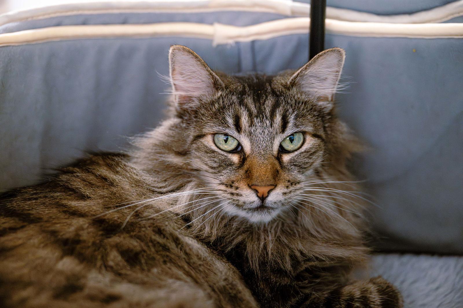 Belinda (bonded w/ Target), Adoptable, Adult Female Domestic Medium Hair.