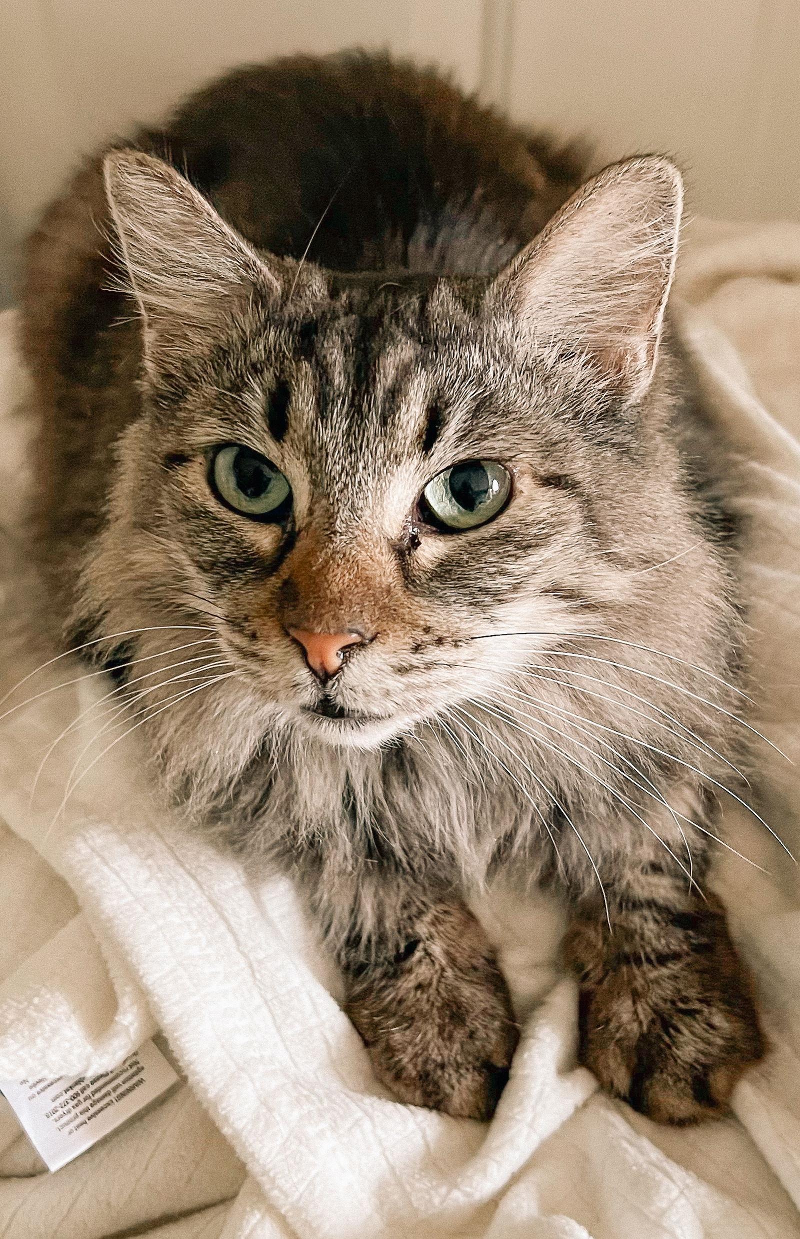 Belinda (bonded w/ Target), a Adoptable Domestic Medium Hair in San Jose, CA image 2/3