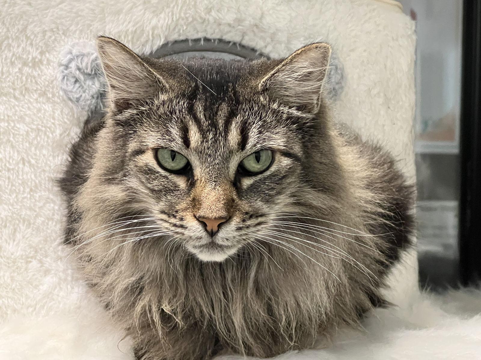 Enlarge Belinda (bonded w/ Target), a Adoptable Domestic Medium Hair in San Jose, CA image 2/3