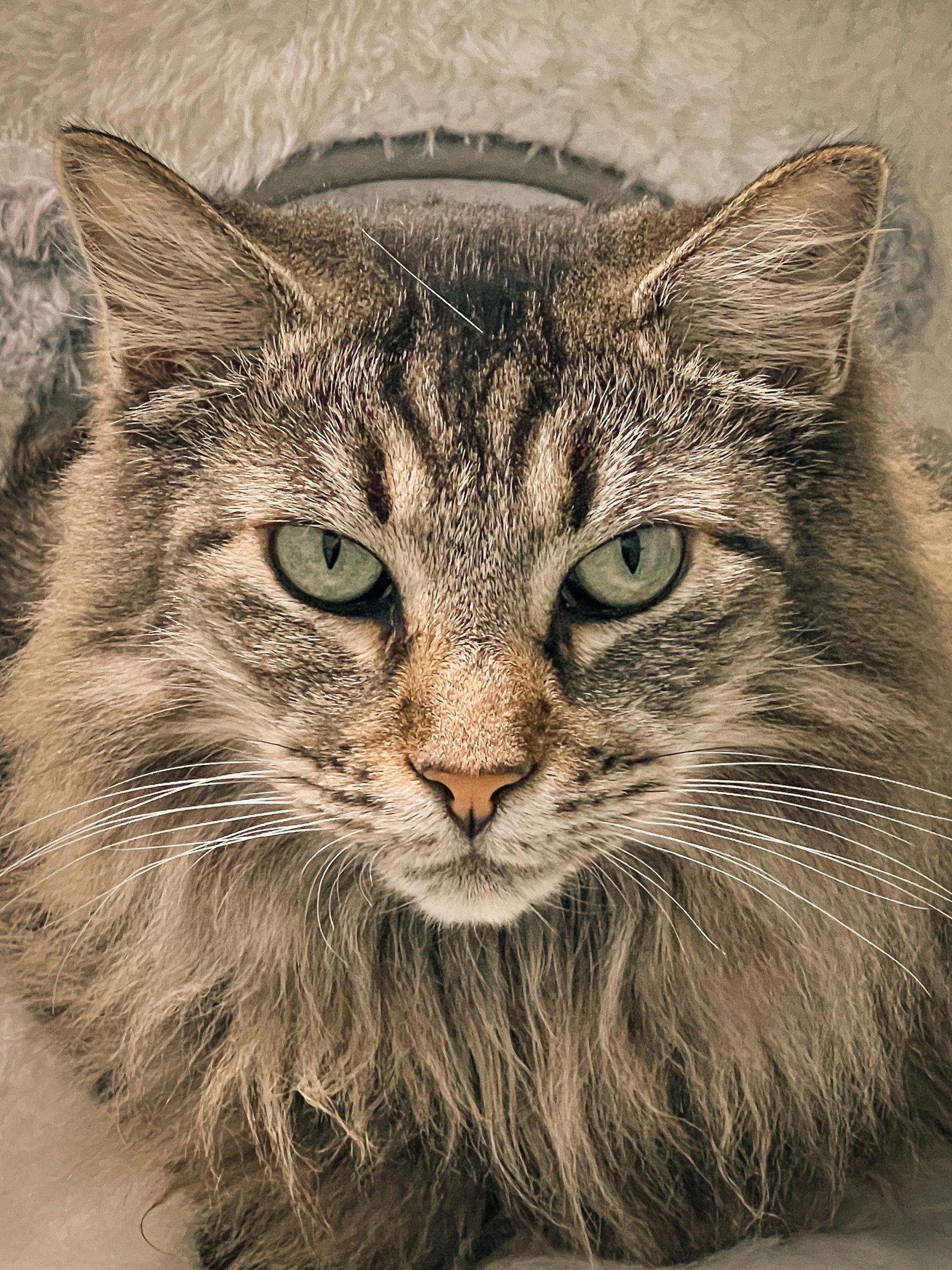 Belinda (bonded w/ Target), a Adoptable Domestic Medium Hair in San Jose, CA image 3/3